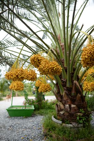 Date palm yellow fruit On a blurred backgroundの写真素材
