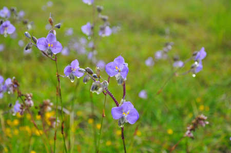 Crested Naga flowers, sweet purple flowers blossoming in full bloom, Phu Soi Dao national park, Thailand.の写真素材