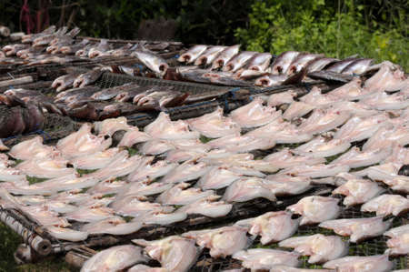 Dried salted fish, Nile tilapia, Local cuisine of Thailandの写真素材