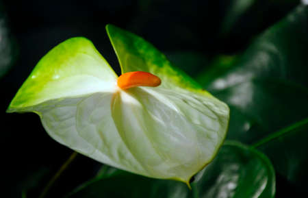 White anthurium on a black background, Queen Sirikit botanical garden, Thailand.の写真素材