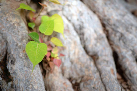 Bodhi leaves light green and has a large Bodhi root as a blurred background During the dayの写真素材