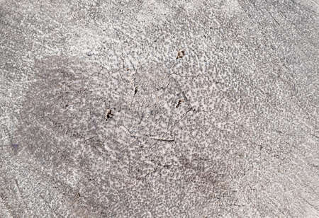 The surface of the cross section of the coconut tree is monotone.の写真素材