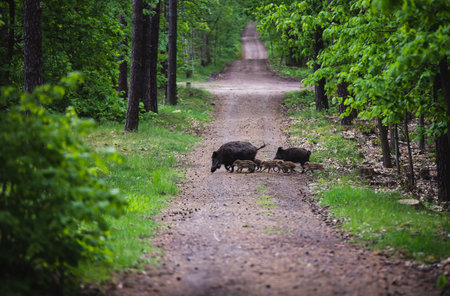 Wild boar with rookies in the forest