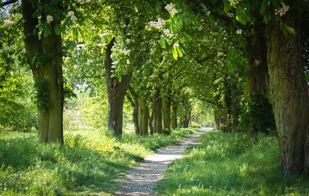 lonely way through green tree lined Avenueの写真素材