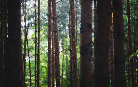 raining in the forest raindrops shining in the sun