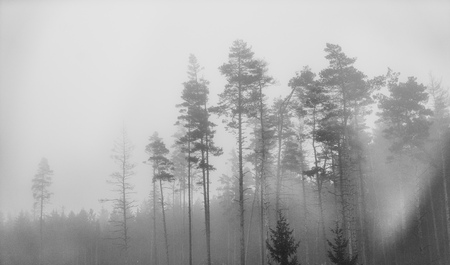 Solitary foggy woods in black and whiteの写真素材