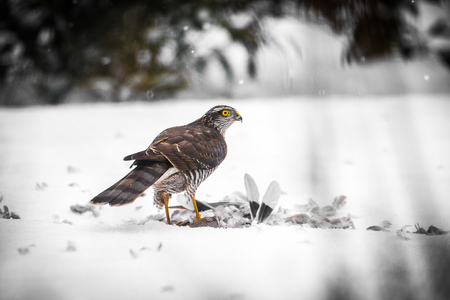 A male Goshawk with prey in snowの写真素材