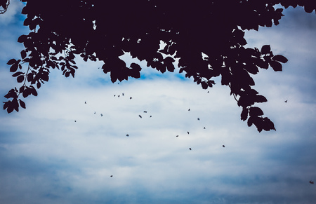 swarm of mosquitoes under a tree in summerの写真素材