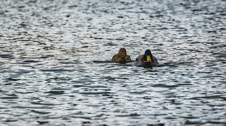Couple of duck and drake are swimming in the lakeの写真素材