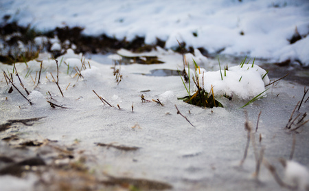 frozen puddle with blades of grass and snowの写真素材