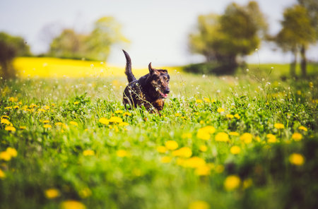 Happy dog running and having fun in a field of springtime buttercupsの写真素材