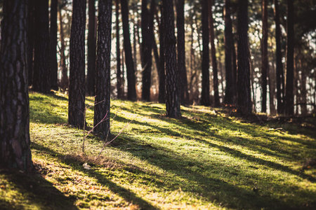 Tree shadow with sunset in the forest