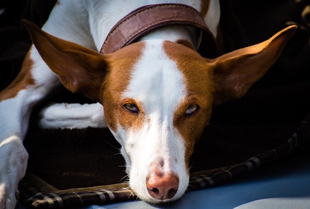 closeup portrait of Greyhound hybrid dog on the groundの写真素材