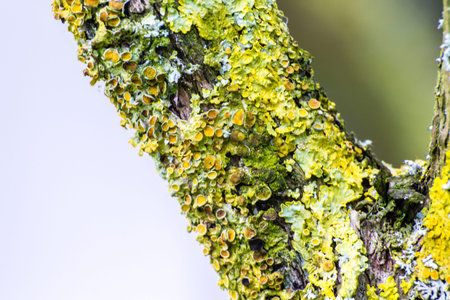 Yellow lichens on tree close up macro