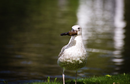 A sea Gull holding a bottle in its beak