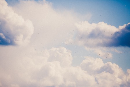 flock of birds in the sky in impressive cloud landscapeの写真素材