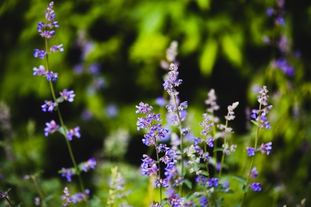 Blue flowers on a green summer meadowの写真素材