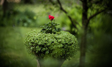 pedestal Urn with flowers in green gardenの写真素材