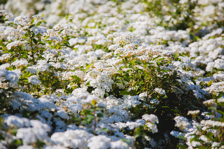 Spiraea thunbergii also known as baby's breath spirea Yukiyanagi Thunberg spirea in full bloom Shallow depth of field A blooming shrubの写真素材