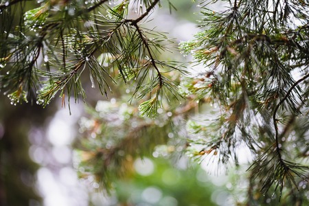 closeup macro Pine needles and water dropsの写真素材