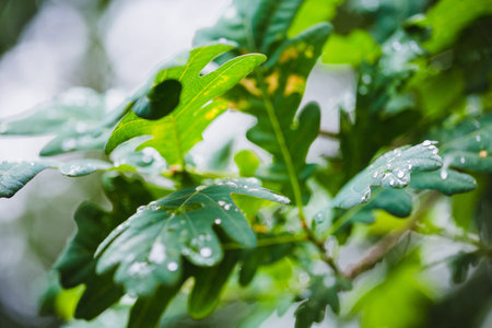 Green leaf of oak covered by water drops of dew. 
Freshness morning dew on young leaves. Close-up...