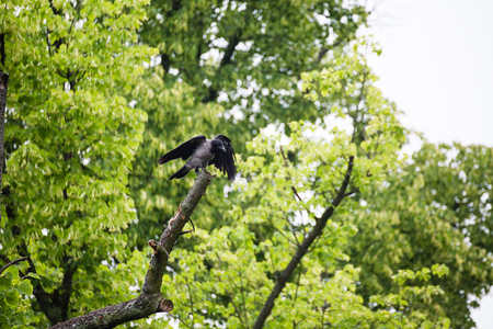 Crow rook raven sitting on a treeの写真素材