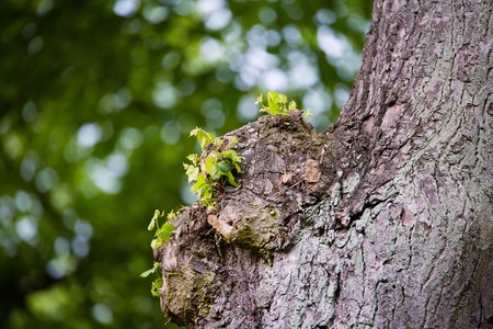 forest tree with Bokeh leaf as backgroundの写真素材