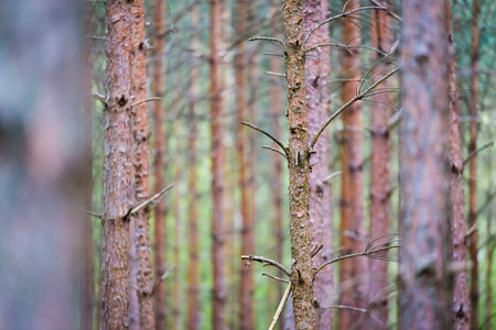 trees trunks in symmetry and balance in forest