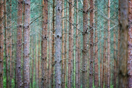 trees trunks in symmetry and balance in forestの写真素材