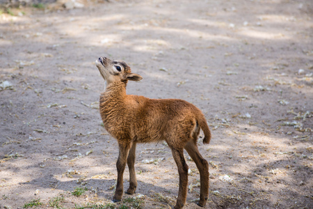baby kid goat grouse and bleat standing on the ground watchingの写真素材