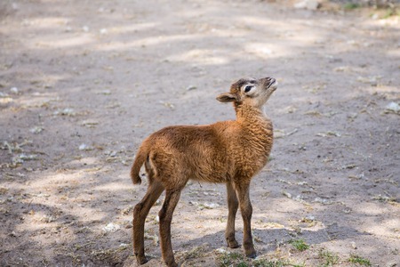 Brown goat standing on the ground watchingの写真素材