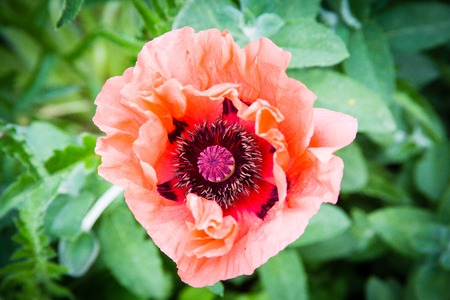 One red poppy isolated on green backgroundの写真素材