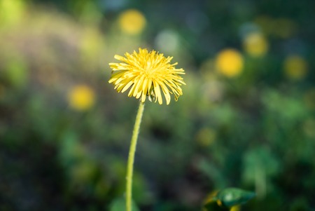 one Lonely dandelion pushing for solar sunの写真素材