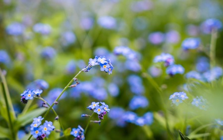 blue purple Forget me not flowers vase backgroundの写真素材