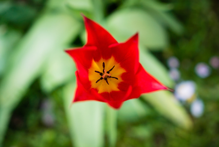 beautiful red tulip close up macro flowerの写真素材