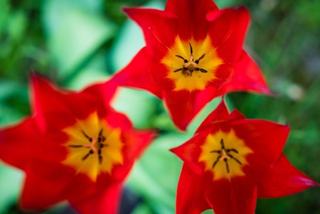 Red beautiful tulips field in spring timeの写真素材