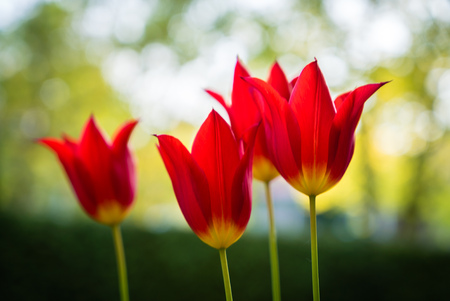 beautiful red tulip close up macro flowerの写真素材