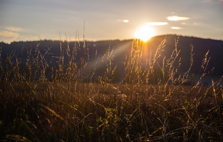 Field of yellow sommer grass during sunsetの写真素材