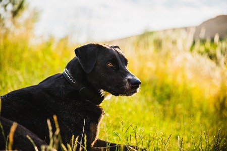 Beautiful Black dog lying on fresh grassの写真素材