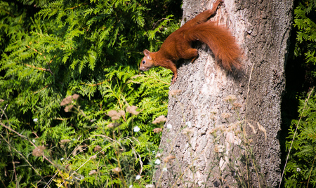 squirrel on the branch. Red squirrel. Small ginger squirrel in park. Close-up squirrelの写真素材