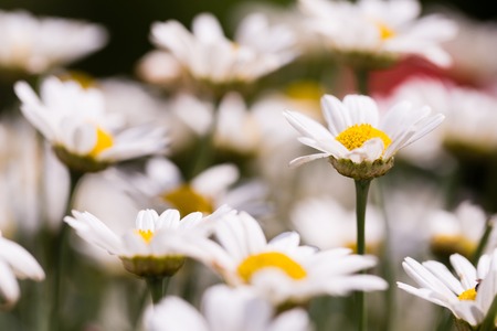 Beautiful summer flower chamomile meadow closeup macroの写真素材