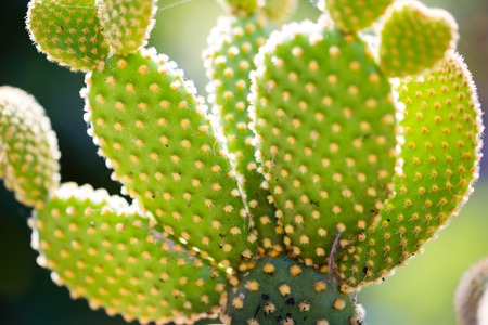 macro detail of Quills and prickly cactus spinesの写真素材