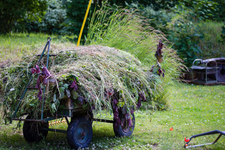 Haymaking at summer in the village with haystackの写真素材