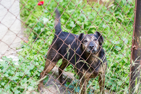 Dog behind the fence watching and guardingの写真素材