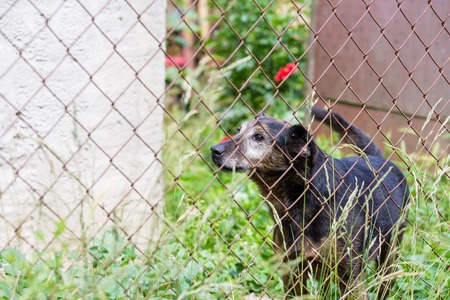 Close up view of the of a stray dogs paw behind the corral of a dog refugeの写真素材