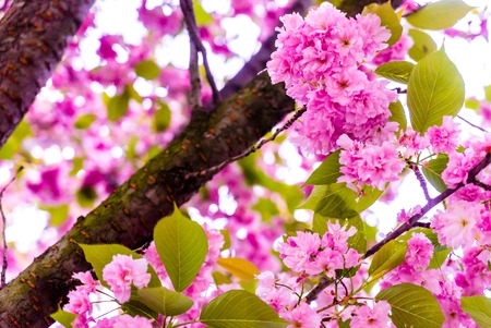 Beautiful pink cherry blossom Sakura flower at full bloom in Japanの写真素材