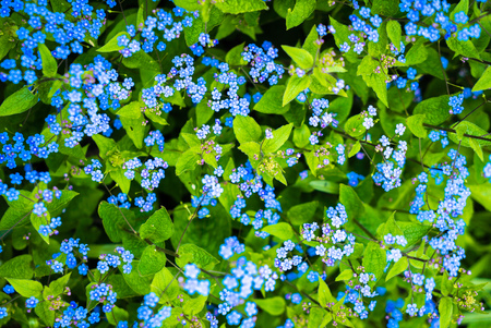blue Forget me not flowers vase backgroundの写真素材