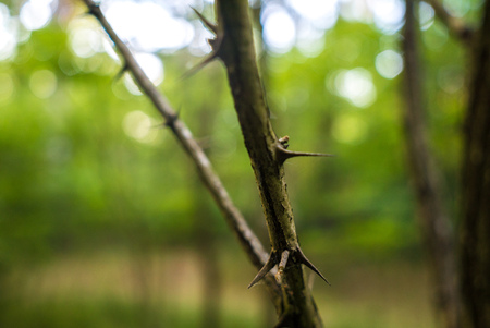 Large Honey Locust Thorns at forest Needles Camel thornsの写真素材
