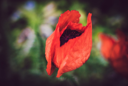red poppy flower close-up vintage retro styleの写真素材