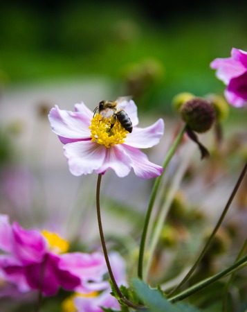 The flower and bee macro close up photoの写真素材